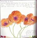 France : poppies